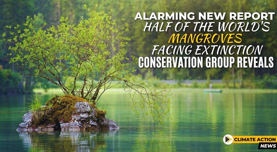 Alarming New Report: Half of the World s Mangroves Facing Extinction ...