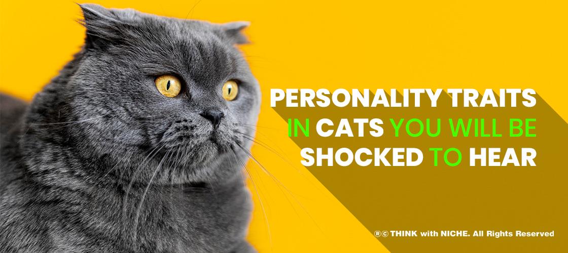 Personality Traits In Cats You Will Be Shocked To Hear